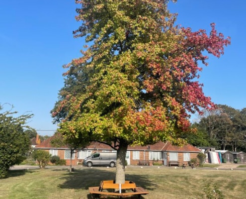 Charity's founder restored oak memorial bench
